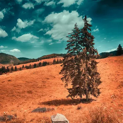The Two Trees