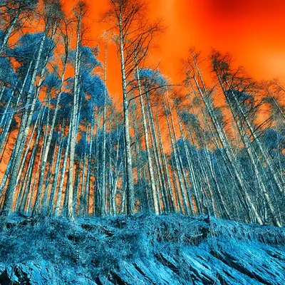 Forest #1