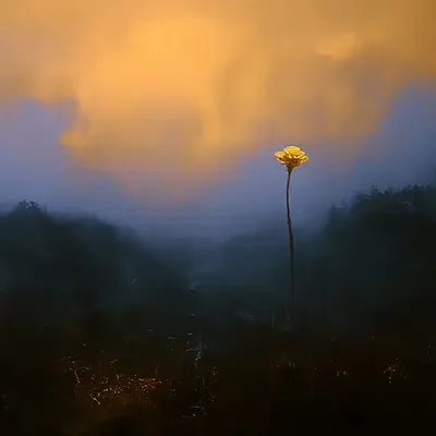 Solitude or Freedom...