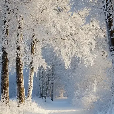 Wintertime .5 Golden ed.