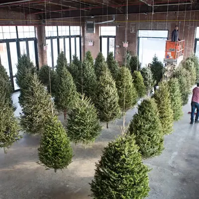 Suspended Forest, 2012–16