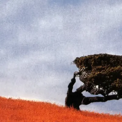 Untitled (the lone tree by the road)