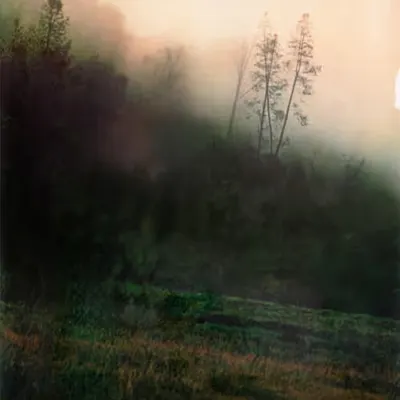 Untitled (the woods are lovely)