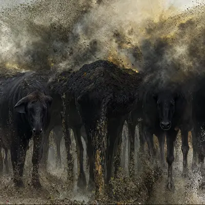Simulacrum #11