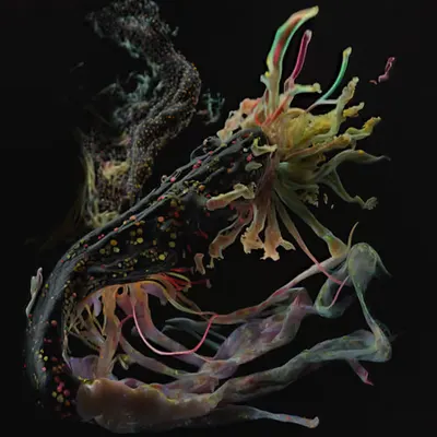 EVOL - essence 11