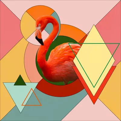 Flamingo in Triangles