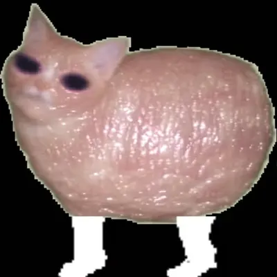 🐈