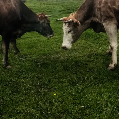 Exchanging Secrets...