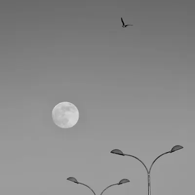 Silent Skies...