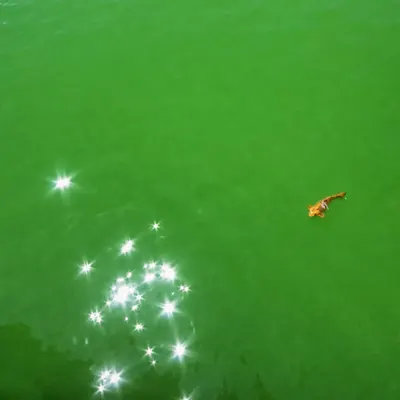 A Lone with Stars...