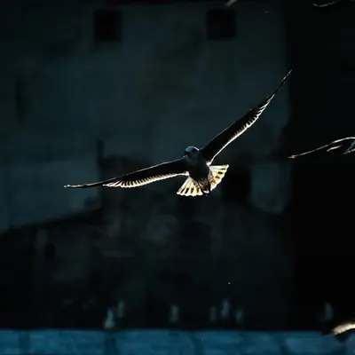 The Flight...