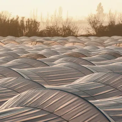 Strawberry Fields...