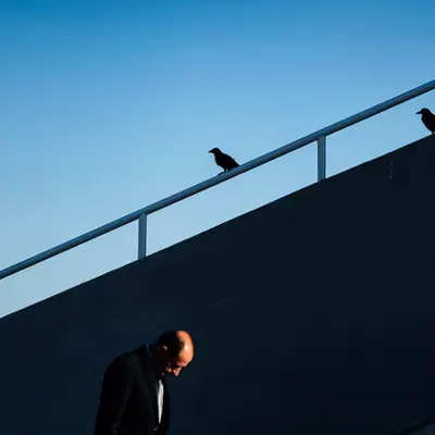 Crows