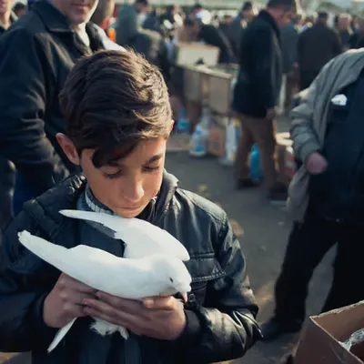Dove Boy