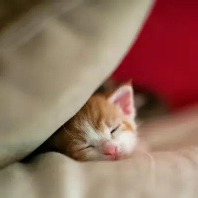 Life With Cats #10