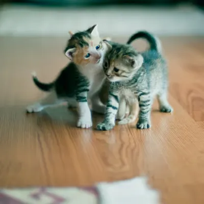Life With Cats #2