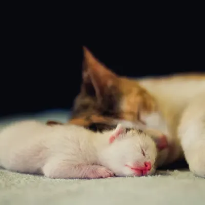 Life With Cats #7