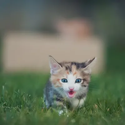 Life With Cats #8