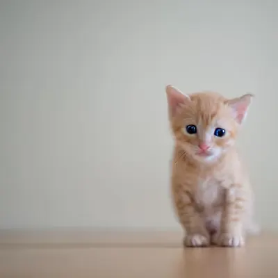 Life With Cats #9