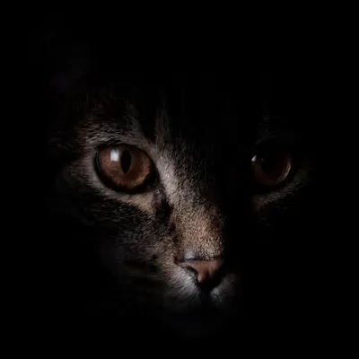 Shadow