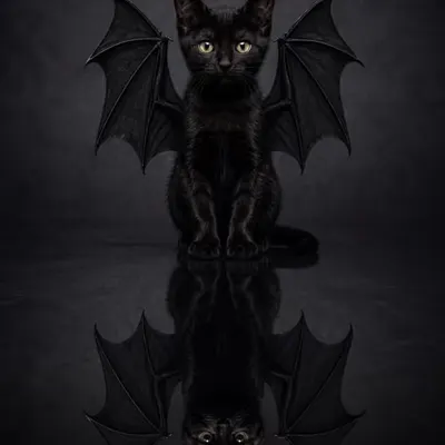 BatCat