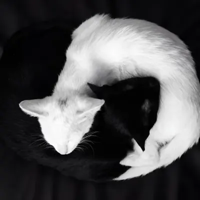 Ying Yang
