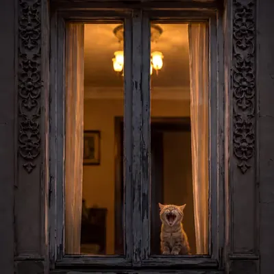 Garfield
