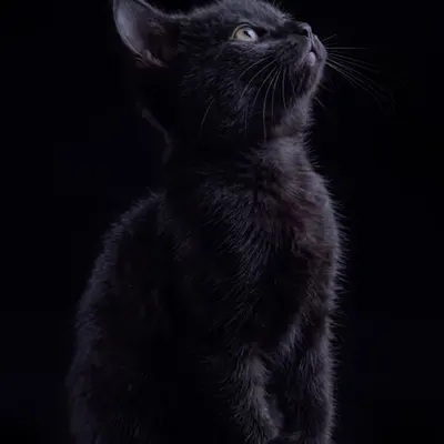 Hera