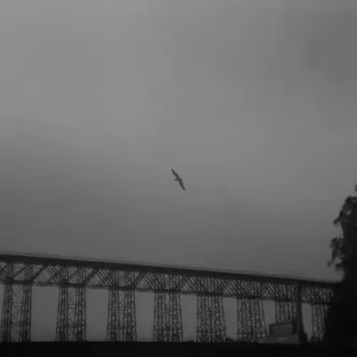 Seagull