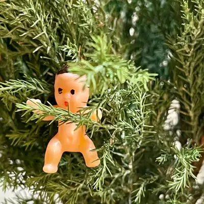 Conifer