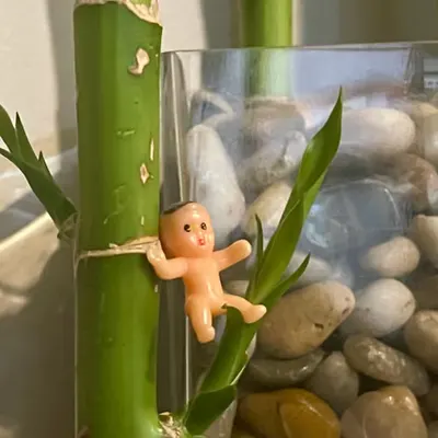 Bamboo