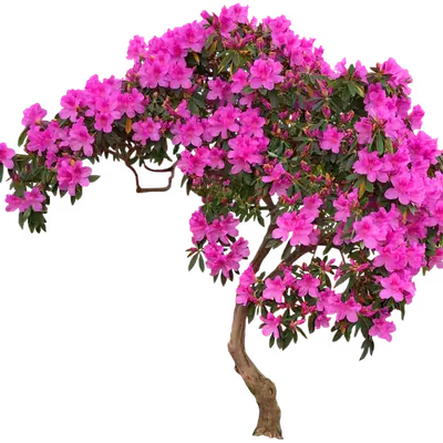 Azalea Tree | Pink Blossoms