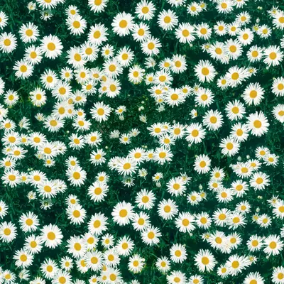 Daisy Field | Ground Texture