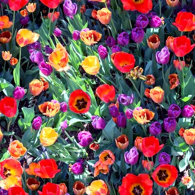 Tulip Field | Ground Texture