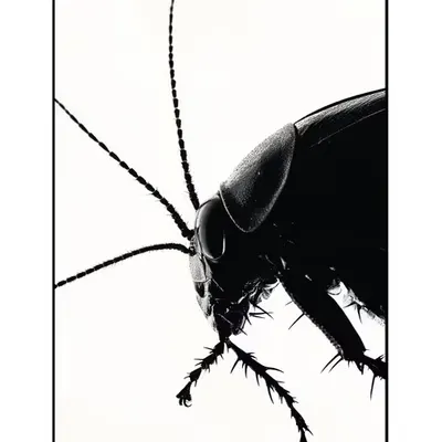 COVENANT POSTER VI