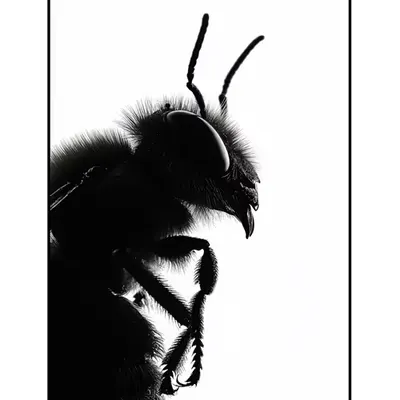 COVENANT POSTER I