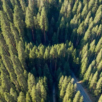 Geodetic Forestation