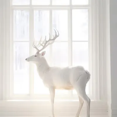 Spirit Guide Deer
