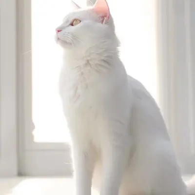 Spirit Guide Cat
