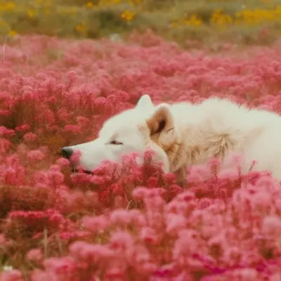 The Dreamer