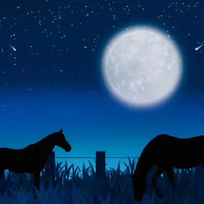 Stallion at Night