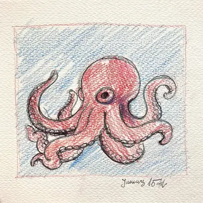 Octopus