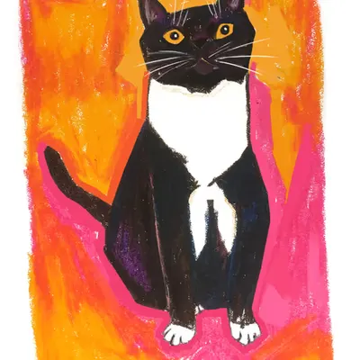 A Cat