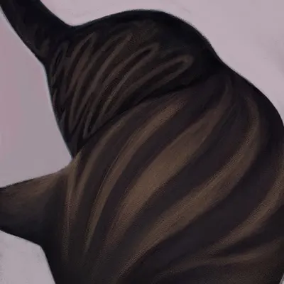 Back of a Cat