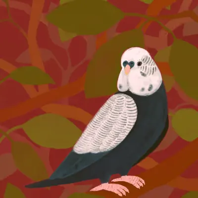 Talking Budgie