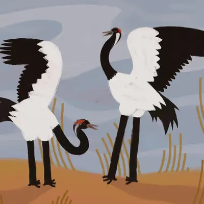 Dancing Cranes