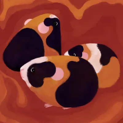 Guinea Piglets of Peter Bock