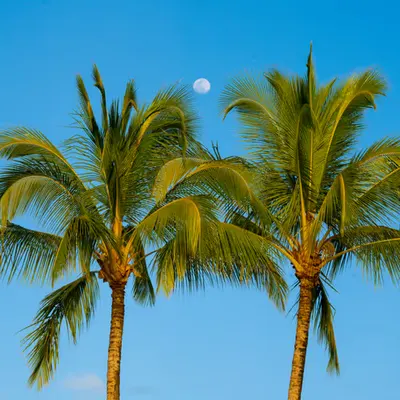 GM Moon