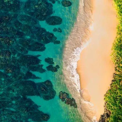 Coconut Tree