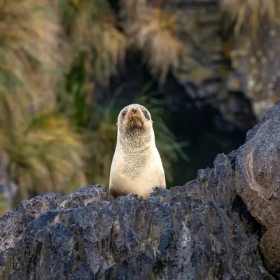 I Seal You Too